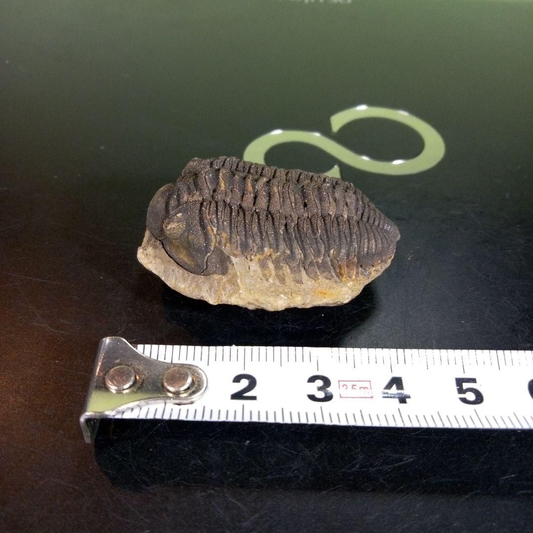 三葉虫　化石　fossil　ボリビア産　trilobite　ノジュール判別④