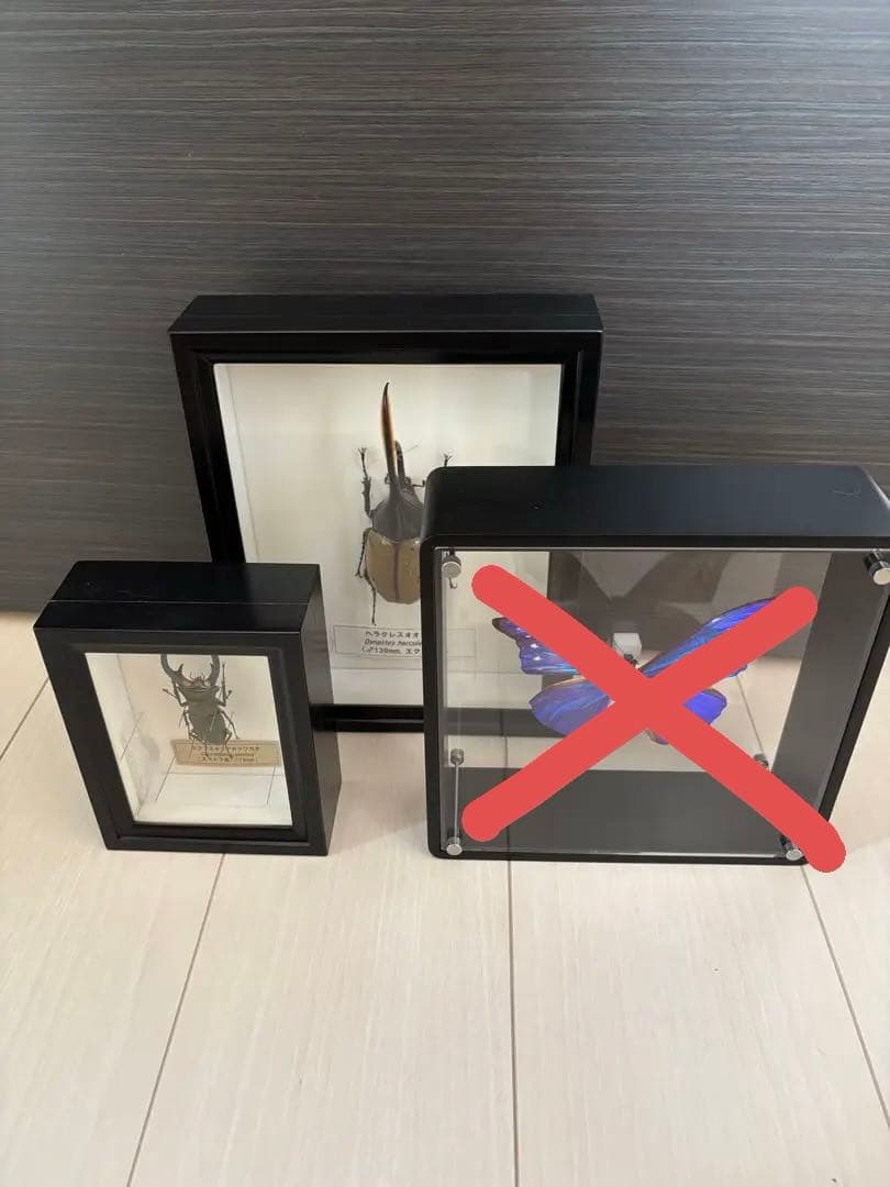 昆虫標本2点セット　ヘラクレスオオカブト、ホソアカクワガタ