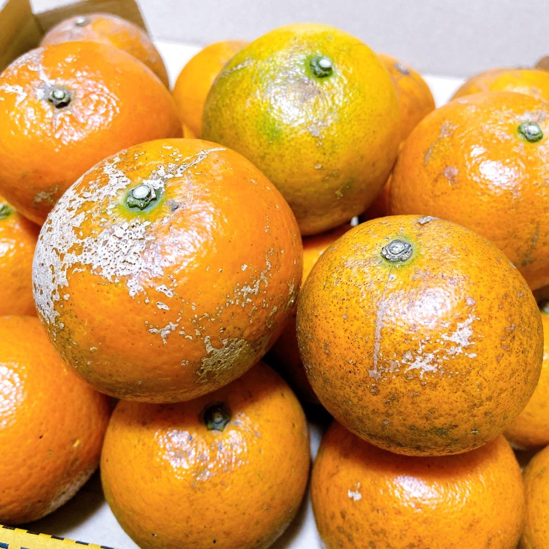 #2 世界自然遺産 奄美大島産 完熟たんかん 10キロ 特産品 加工用 柑橘 旬