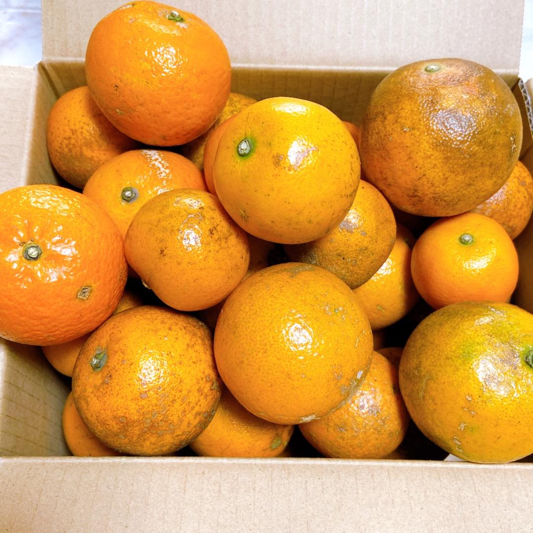 #2 世界自然遺産 奄美大島産 完熟たんかん 10キロ 特産品 加工用 柑橘 旬