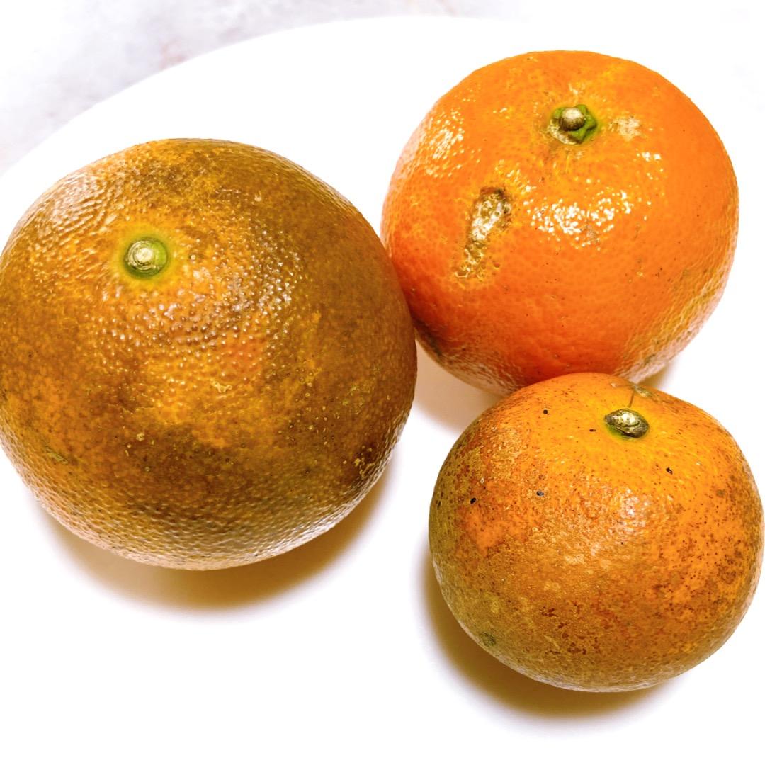 #2 世界自然遺産 奄美大島産 完熟たんかん 10キロ 特産品 加工用 柑橘 旬