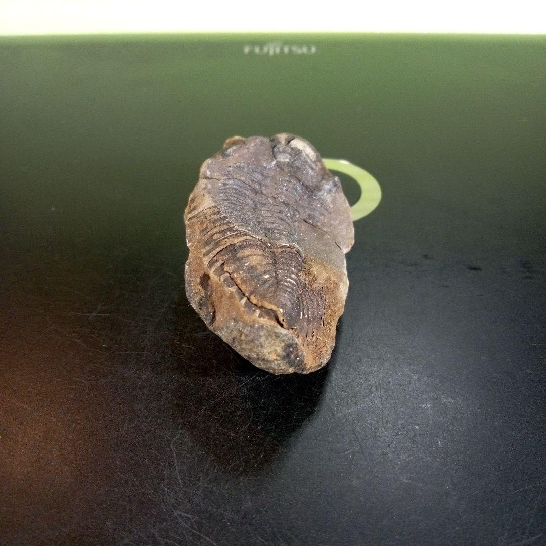 三葉虫　化石　ボリビア産　南アメリカ　trilobite　Bolivia三葉虫⑦