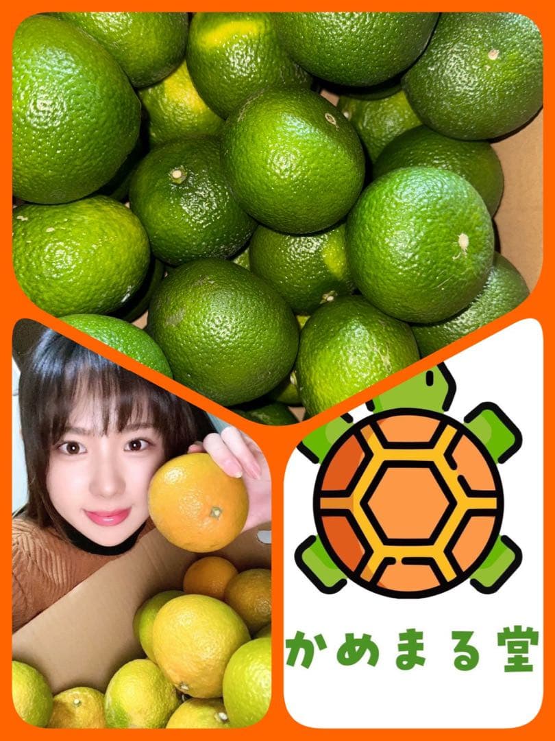 味にハズレなし！見た目を裏切る美味しさ【熊本産スイートスプリングLサイズ約20k