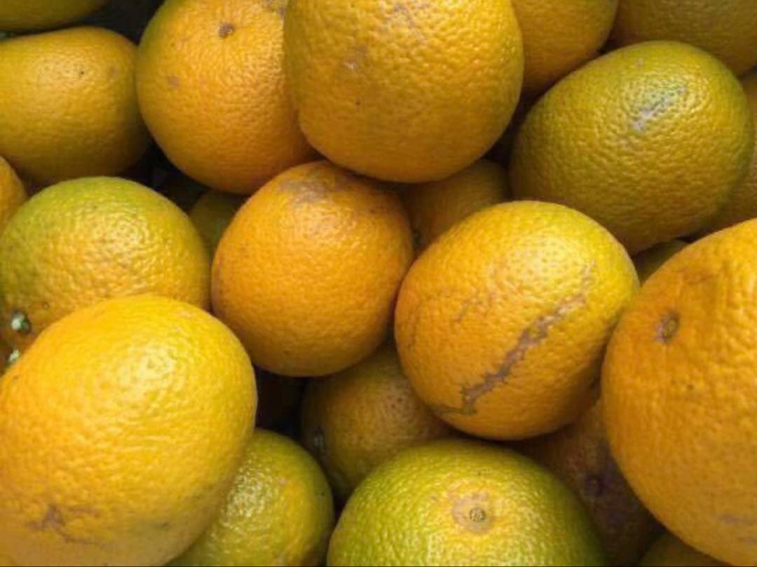 味にハズレなし！見た目を裏切る美味しさ【熊本産スイートスプリングLサイズ約20k