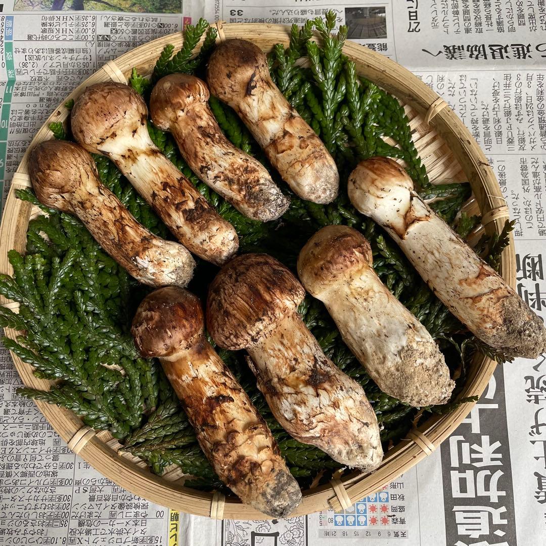 天然きのこ 松茸 国産 良品‼️ マツタケ まつたけ 森の凛さん採取 その151
