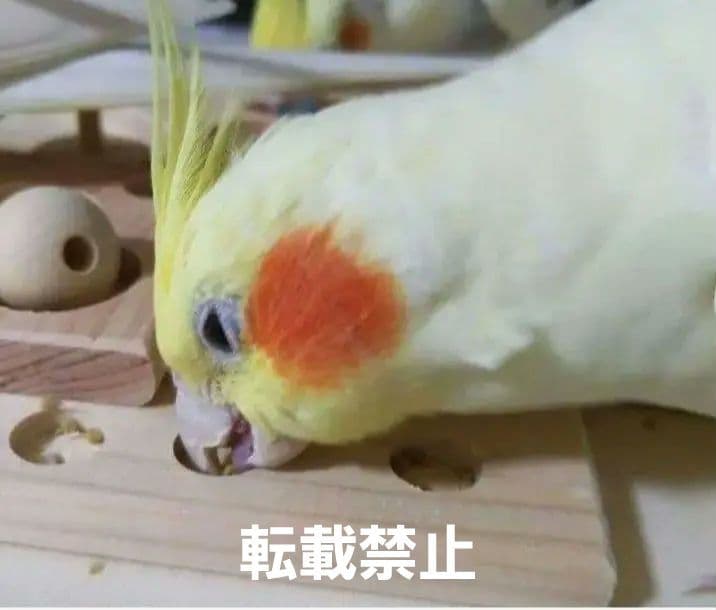 u70　⭐　フォージングトイセット⭐　輪投げ　バードトイ　文鳥　インコ