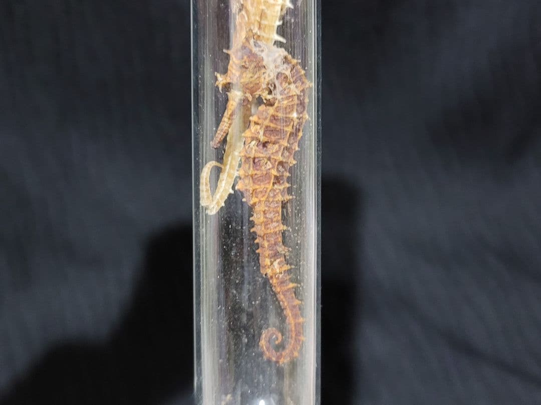 ヴィンテージ 薬瓶と試験管とタツノオトシゴ標本のセット レア