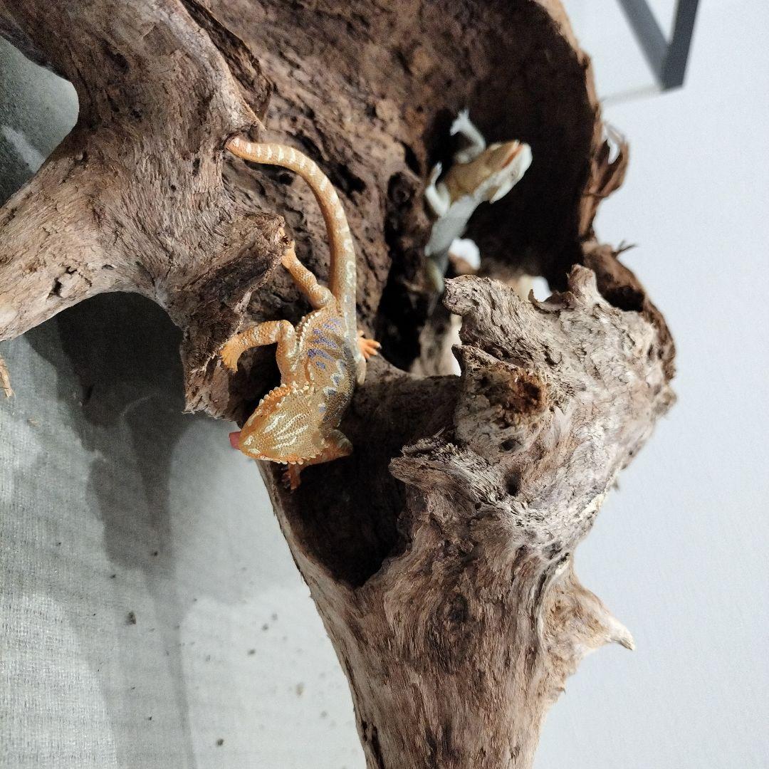 【No.901】超大型シェルター流木　爬虫類レイアウト✫