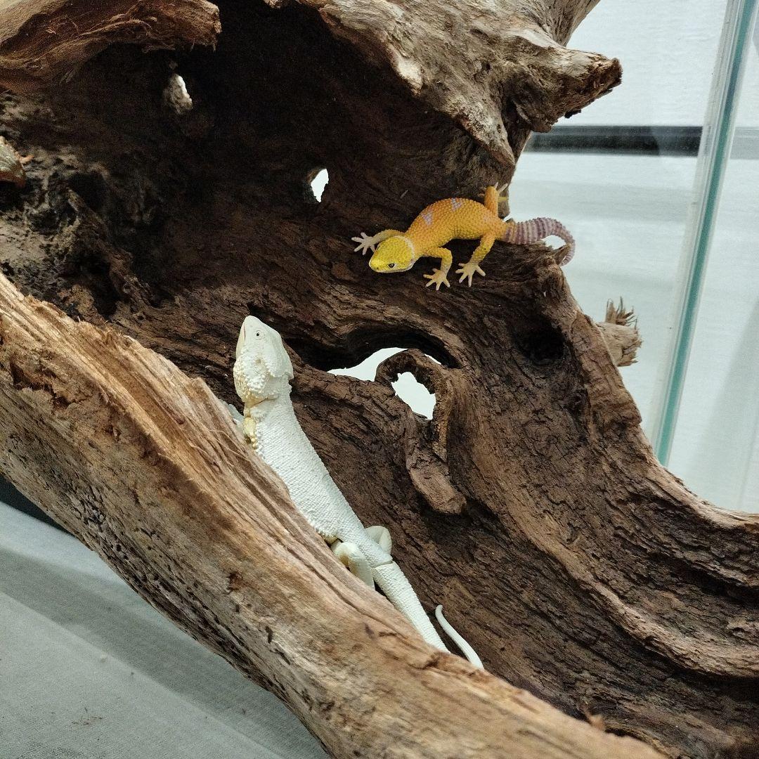 【No.901】超大型シェルター流木　爬虫類レイアウト✫