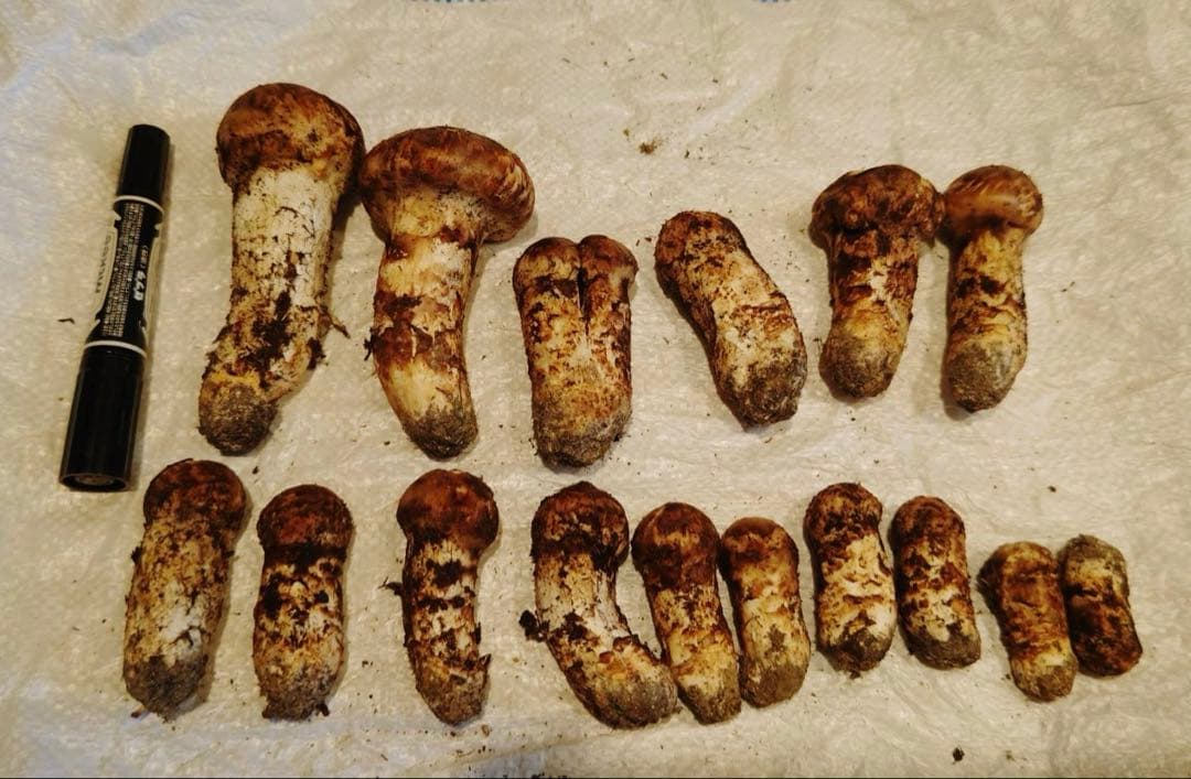 国産松茸 465g 16本 全蕾 兵庫北部 但馬産 特上 10/12 夕方