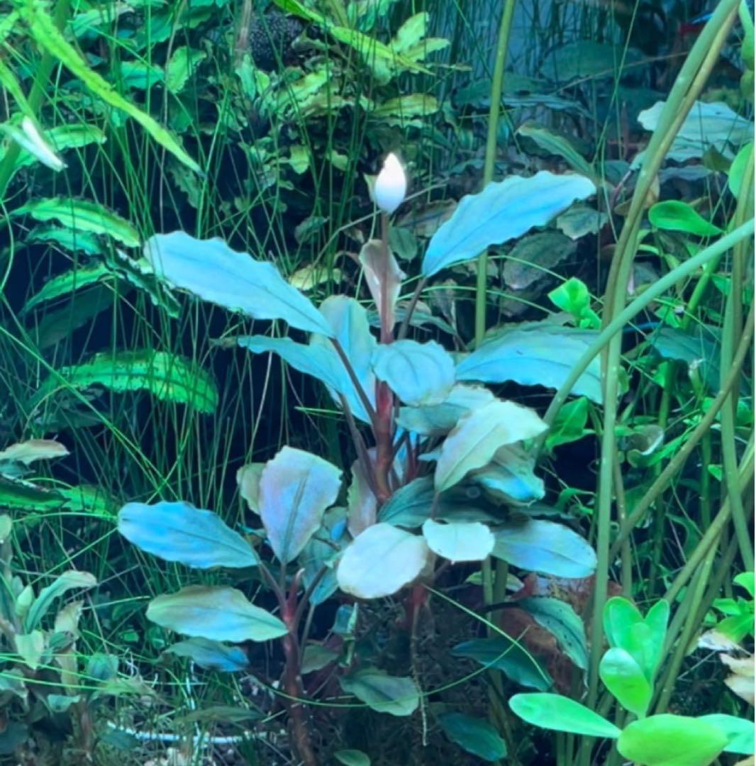 花芽付き！ブセファランドラsp.Blackghost 大株【完全水中葉】