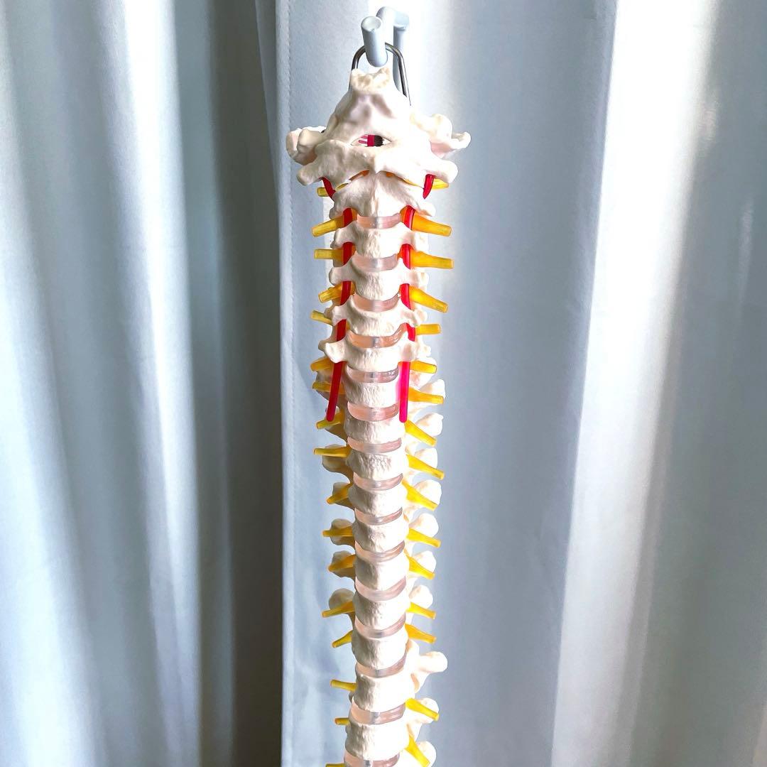 脊柱模型 骨模型 人体模型 背骨 骸骨 骨格標本 オブジェ