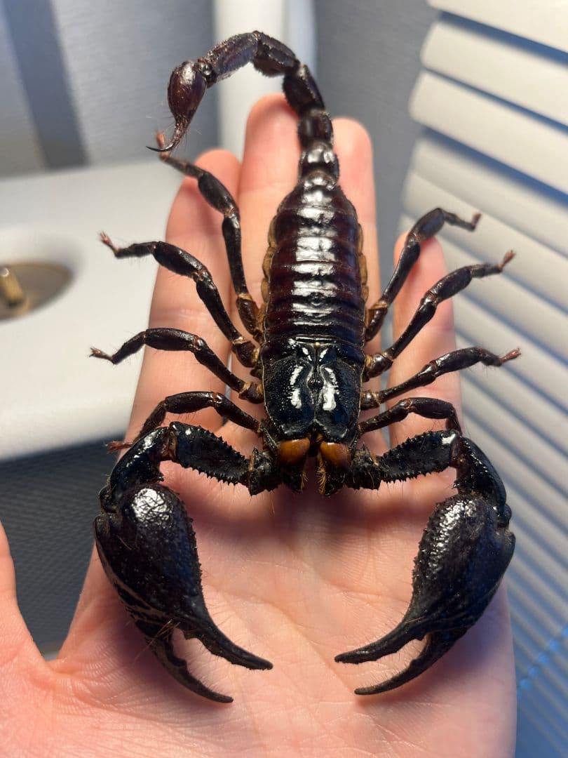 【巨大蠍標本】アジアンフォレストスコーピオン タランチュラ
