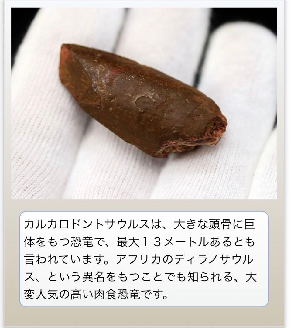 カルカロドントサウルスの歯 化石 約4センチ