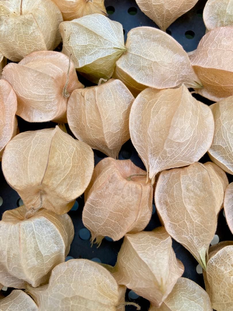 専用出品です　食用ほおずきトマチロコサックパイナップル2kg 9/8(月)発送