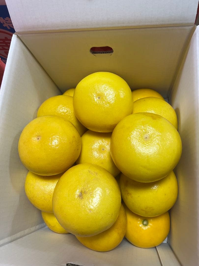 文旦　山北みかん　ポンカン　好きにも　12