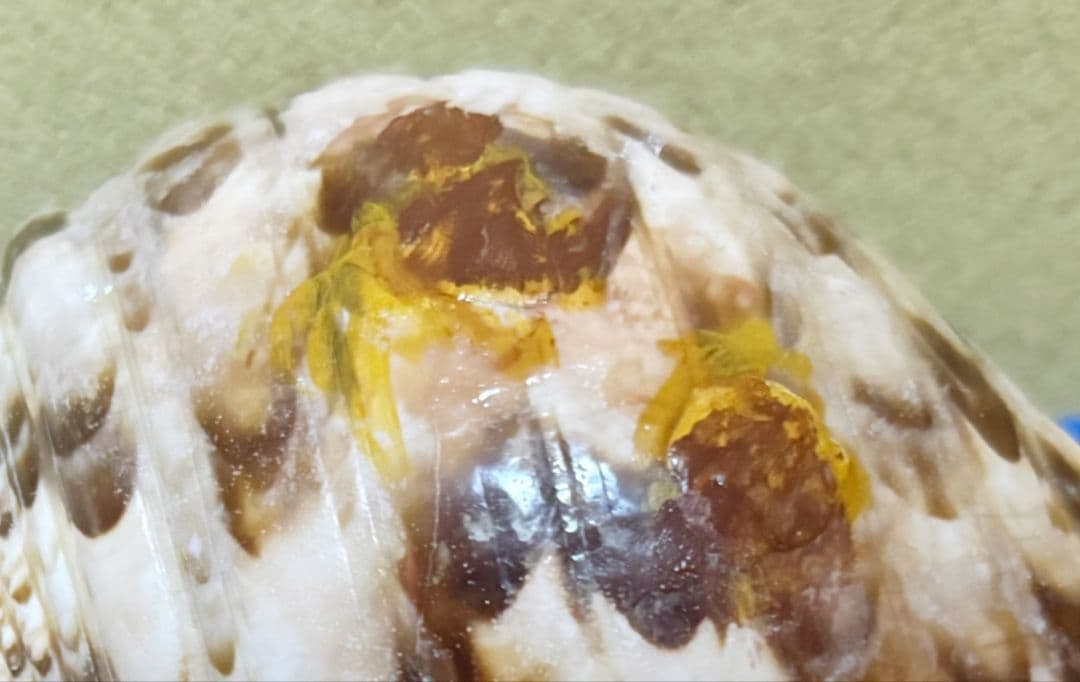 修験道法螺貝　山伏　密教　ほら貝　ホラガイ