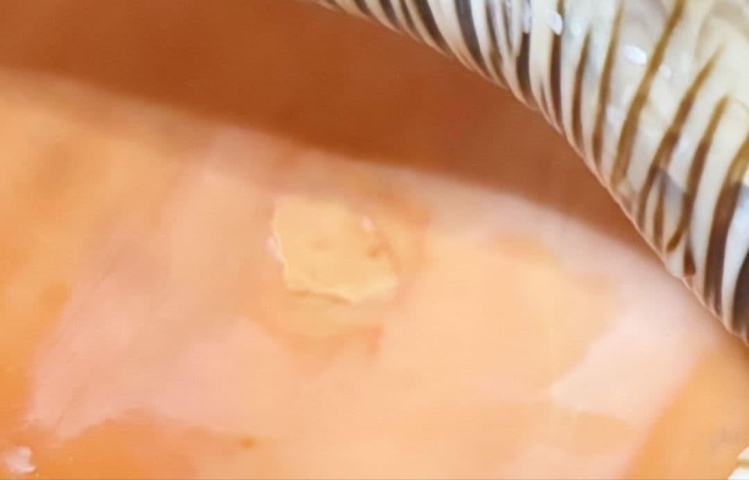 修験道法螺貝　山伏　密教　ほら貝　ホラガイ