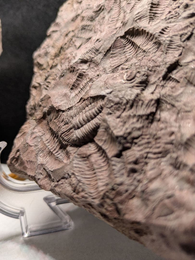 博物館級　三葉虫　群生　化石　標本　地学