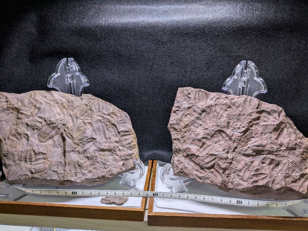 博物館級　三葉虫　群生　化石　標本　地学