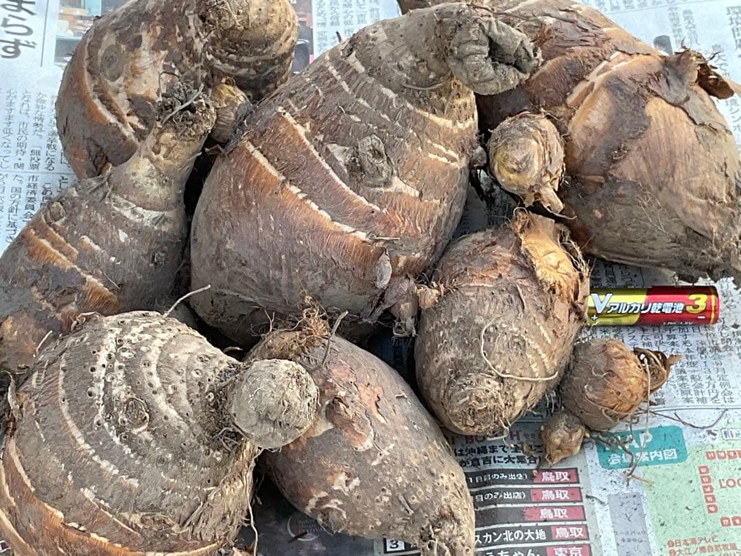 Masakadu Nakamura分　海老芋　12,5kg