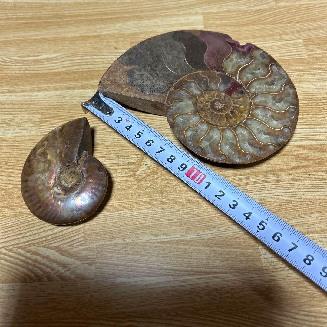 3点　化石　アンモナイト　等