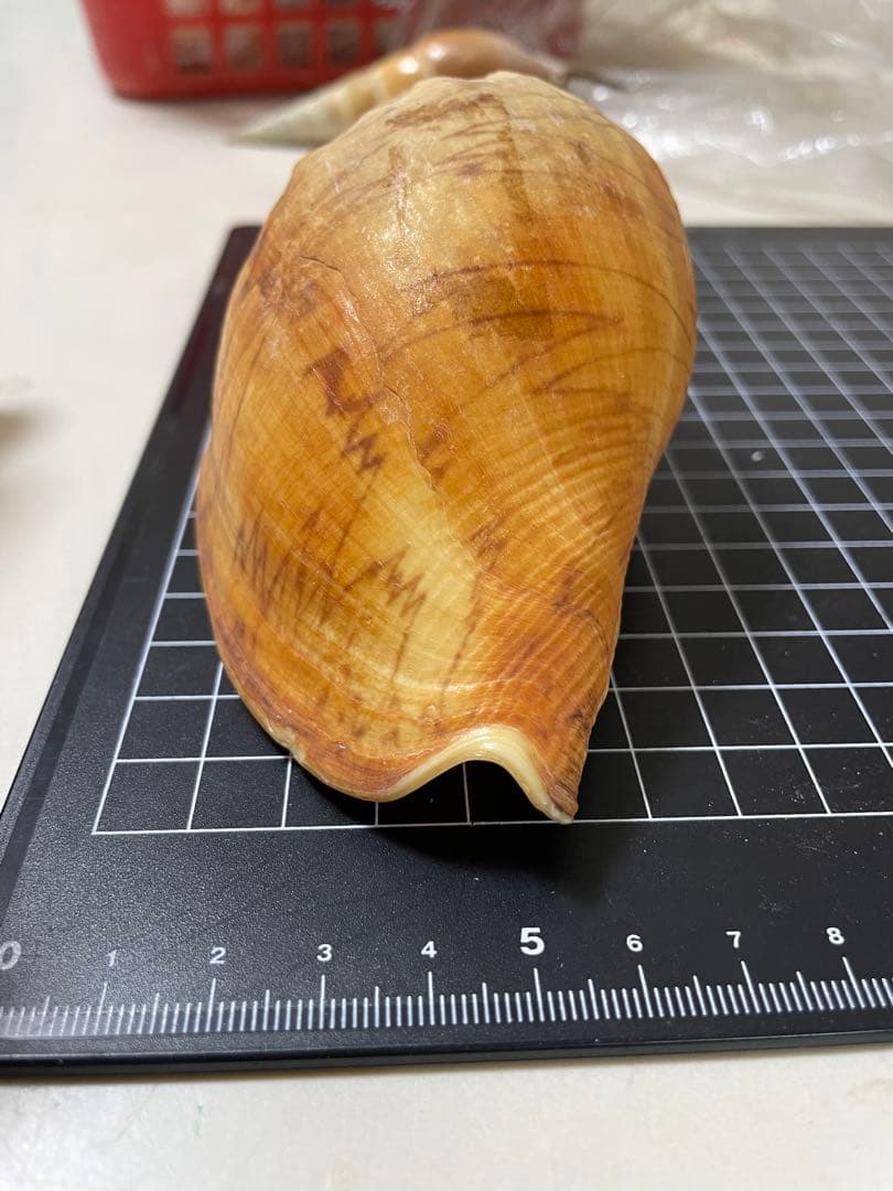 ダンシャクボラ　貝殻　標本