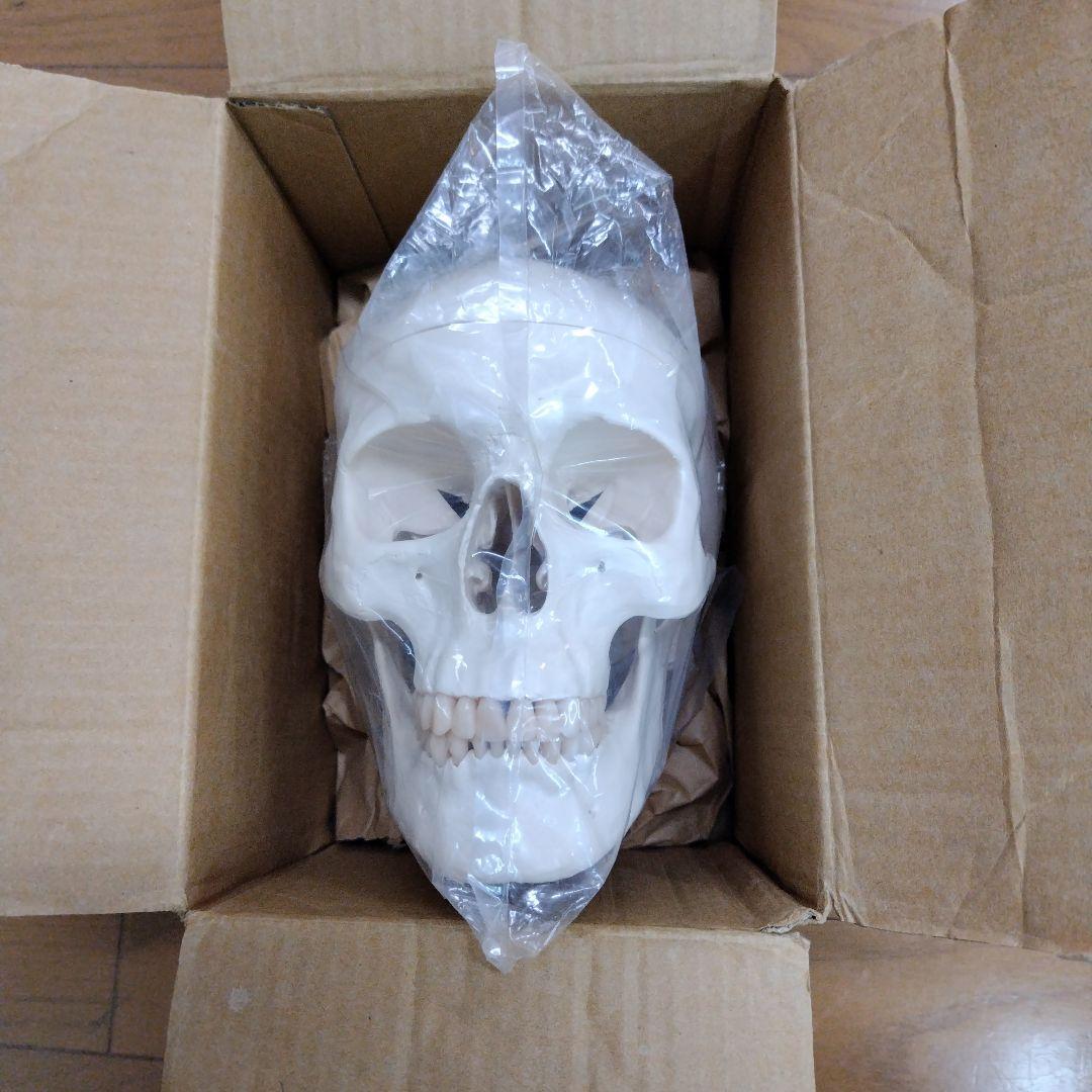 3B 骨格模型 ドイツ製 等身大 理学療法士 オステオパシー 整体 柔道整復師