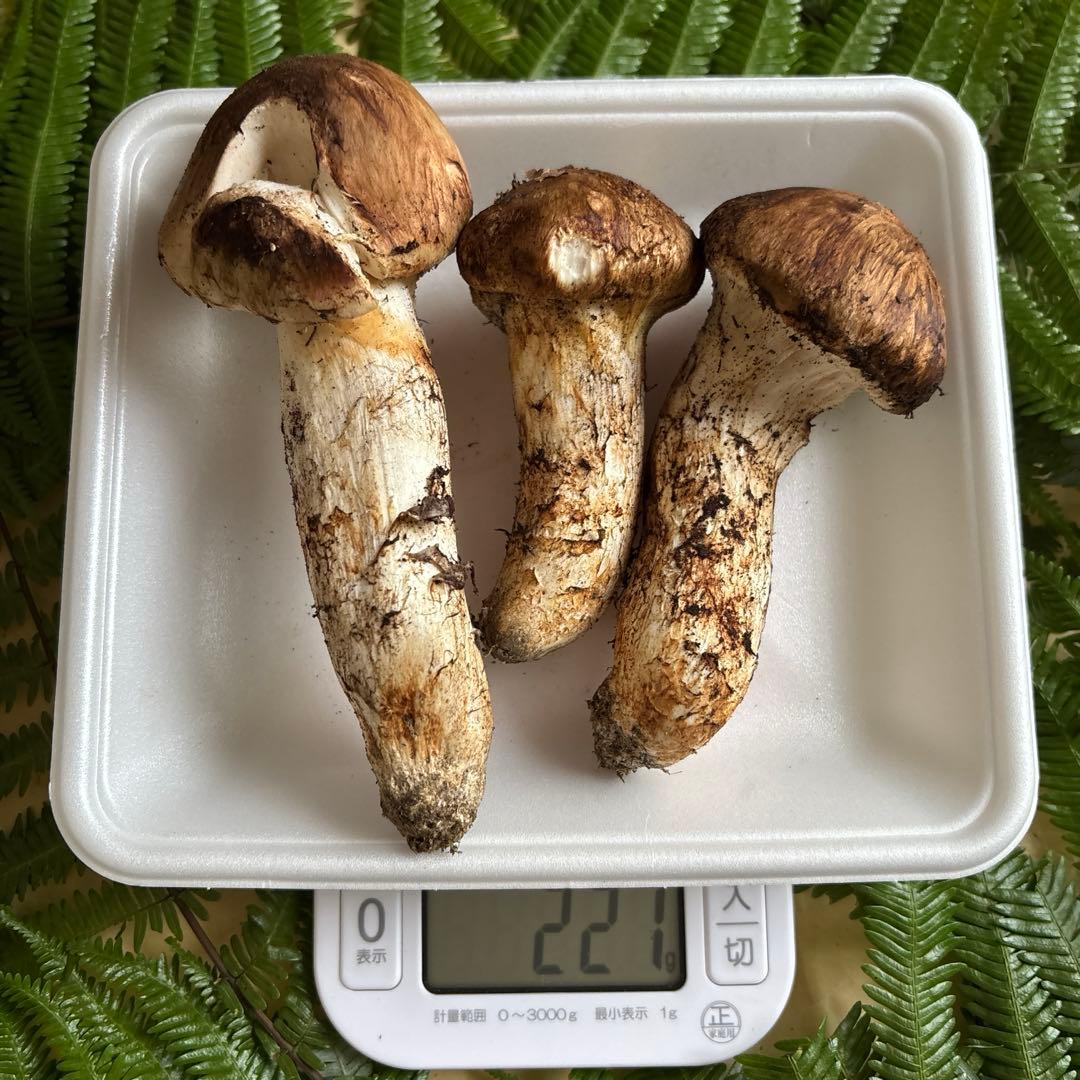 広島県産 松茸３本（221g）2️⃣