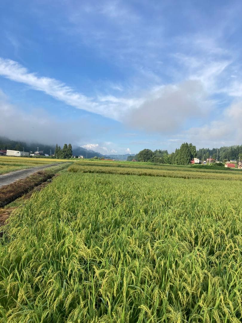 令和7年魚沼コシヒカリ精米10kg