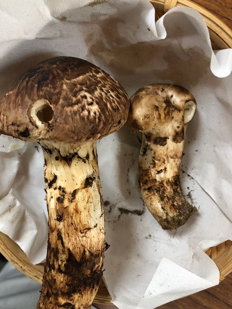 岩手県産　傷あり天然松茸（275.5g）