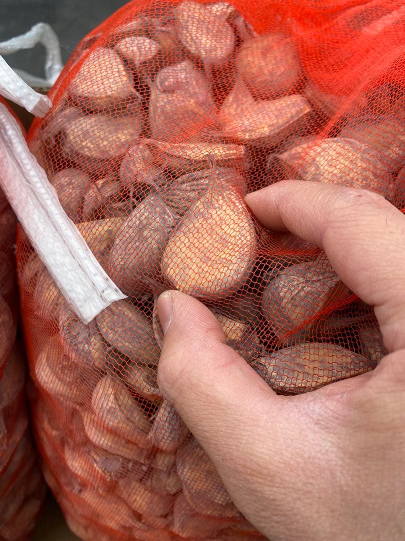 タネ にんにく 消毒済み 中大混合 青森県産 福地ホワイト六片 種用ニンニク