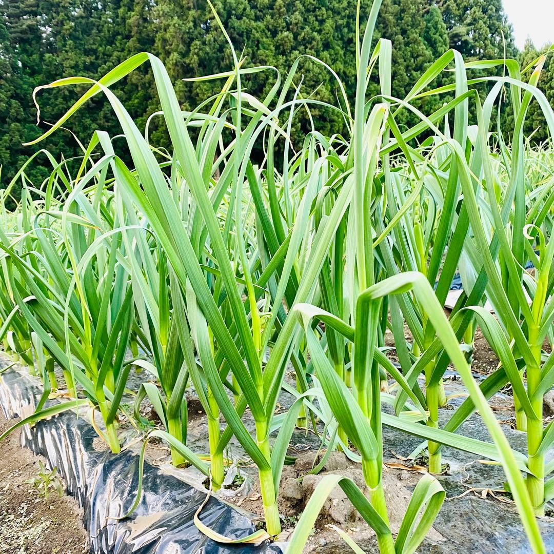 タネ にんにく 消毒済み 中大混合 青森県産 福地ホワイト六片 種用ニンニク