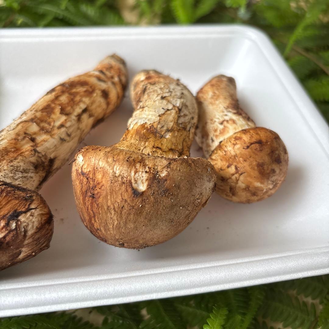 広島県産 松茸 ３本（163g）②