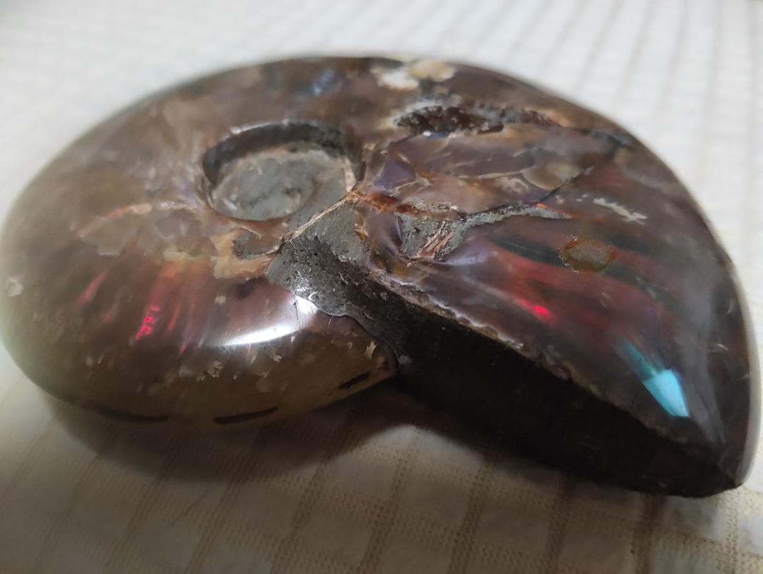 化石 アンモナイト オパール化 遊色 レインボー３点 9800an0814