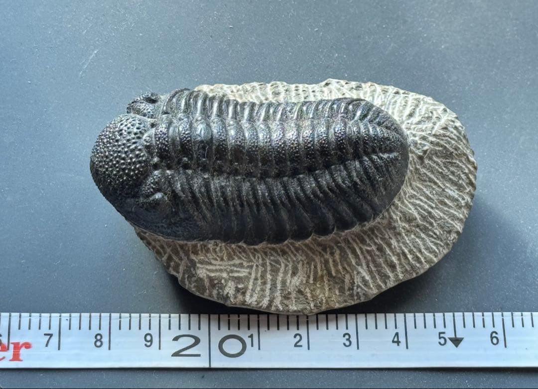 三葉虫 トリロバイト化石