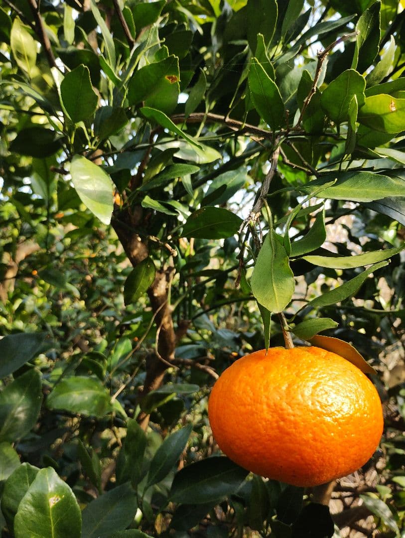 甘平　5kg箱　初物