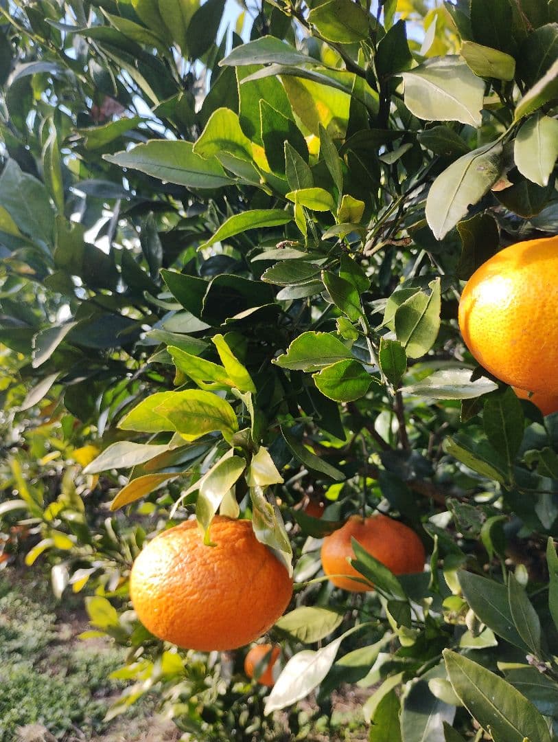 甘平　5kg箱　初物