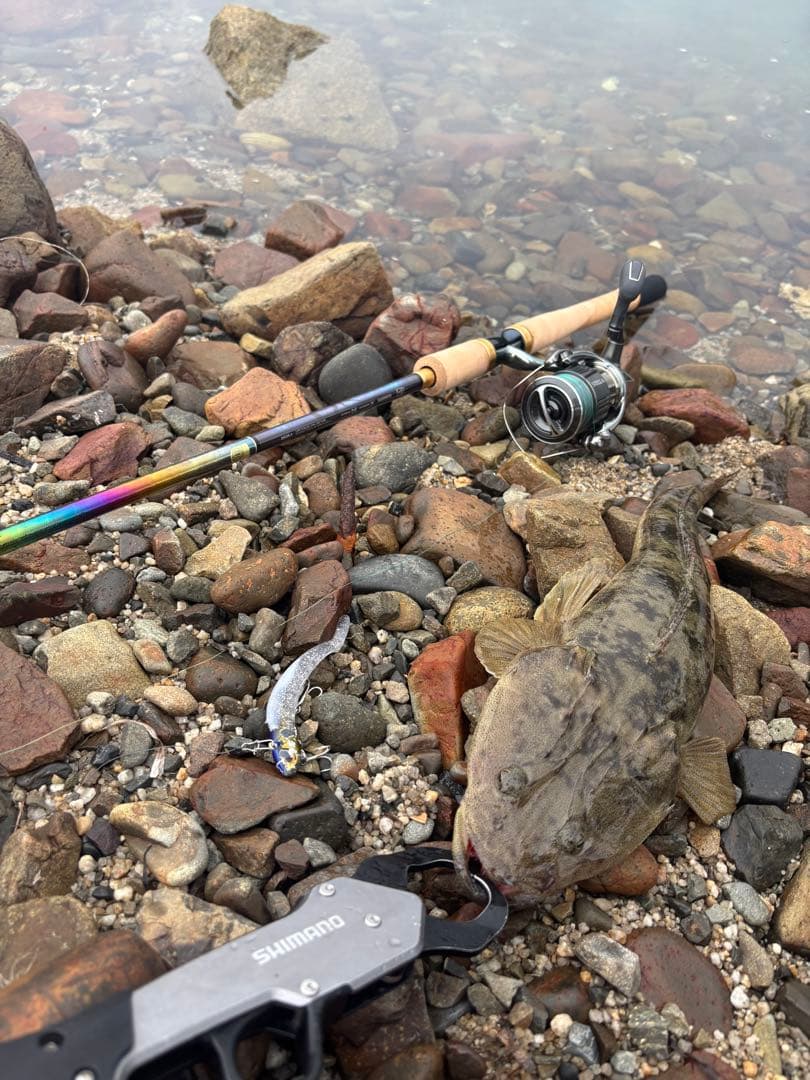 ワールドシャウラリミテッド　2953R-3 (保証書あり)