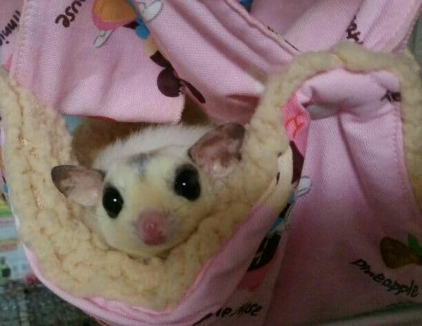 モモンガハウス(パンダVer.3ピンク)ボアベージュ  特大サイズ