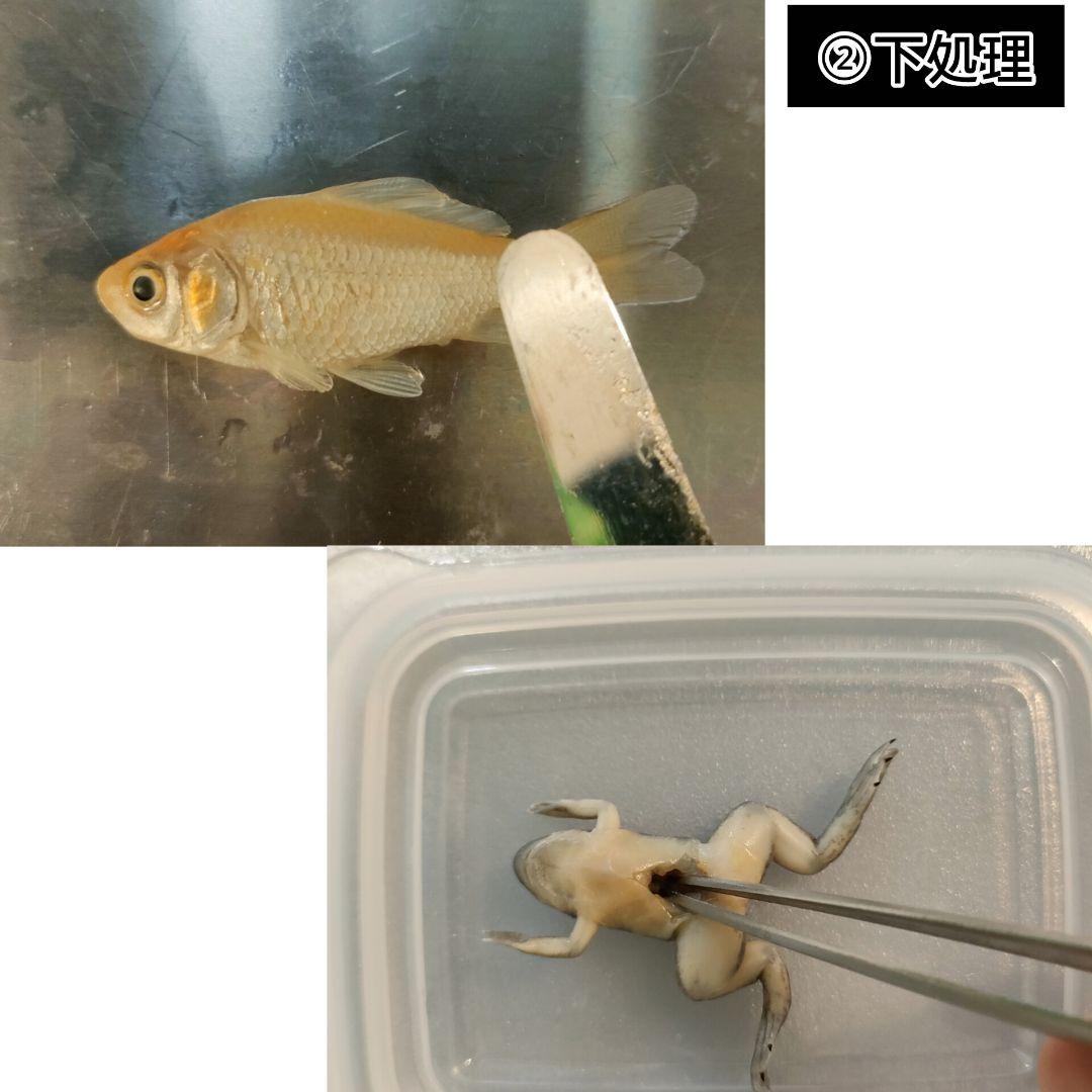 【透明標本作製キット】(上級) 20点　自由研究 学習教材 改良版