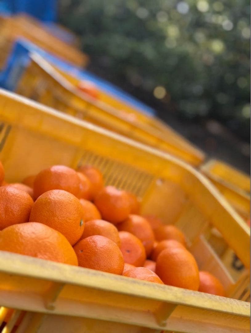 ⑦温州みかん 樹熟大坊みかん 優品(家庭用傷あり)2S、S、10kg