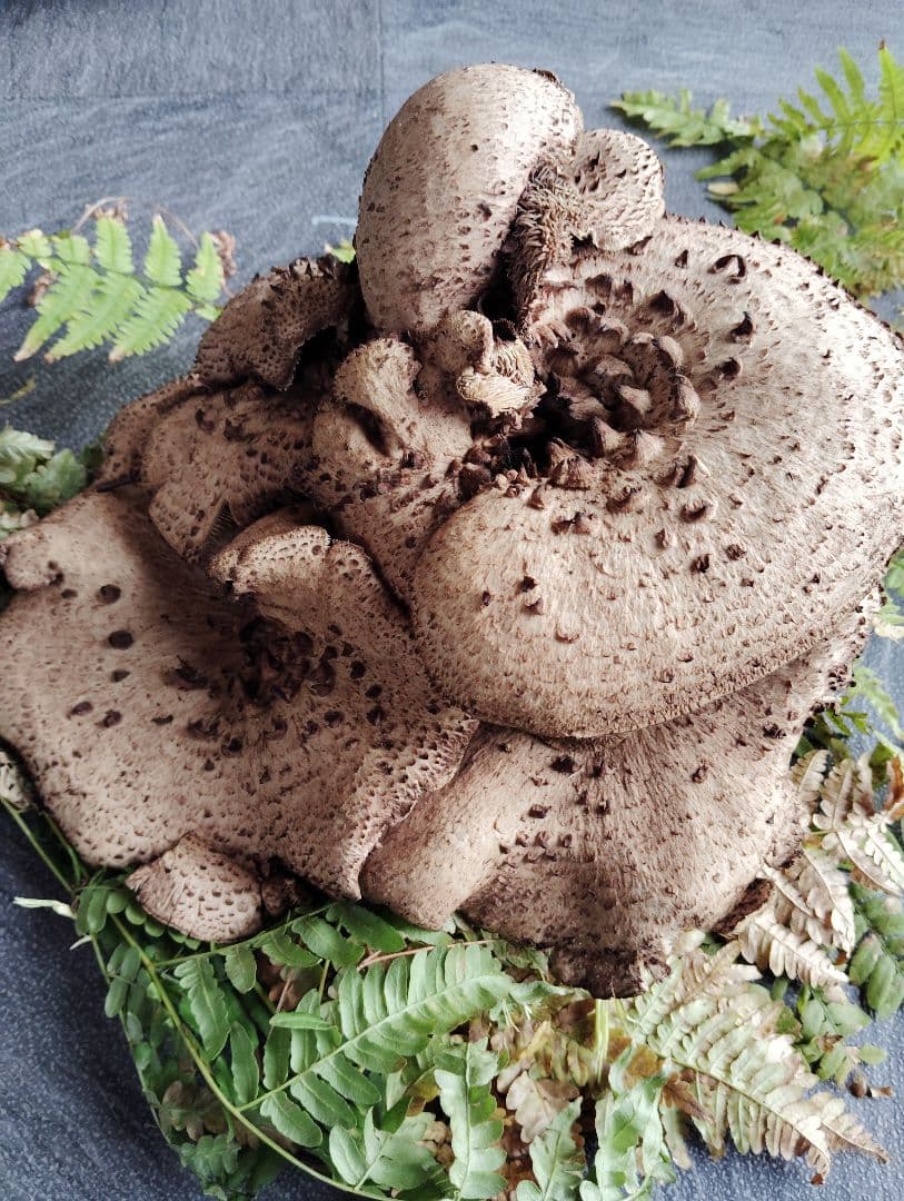 岩手県産　香茸　750グラム