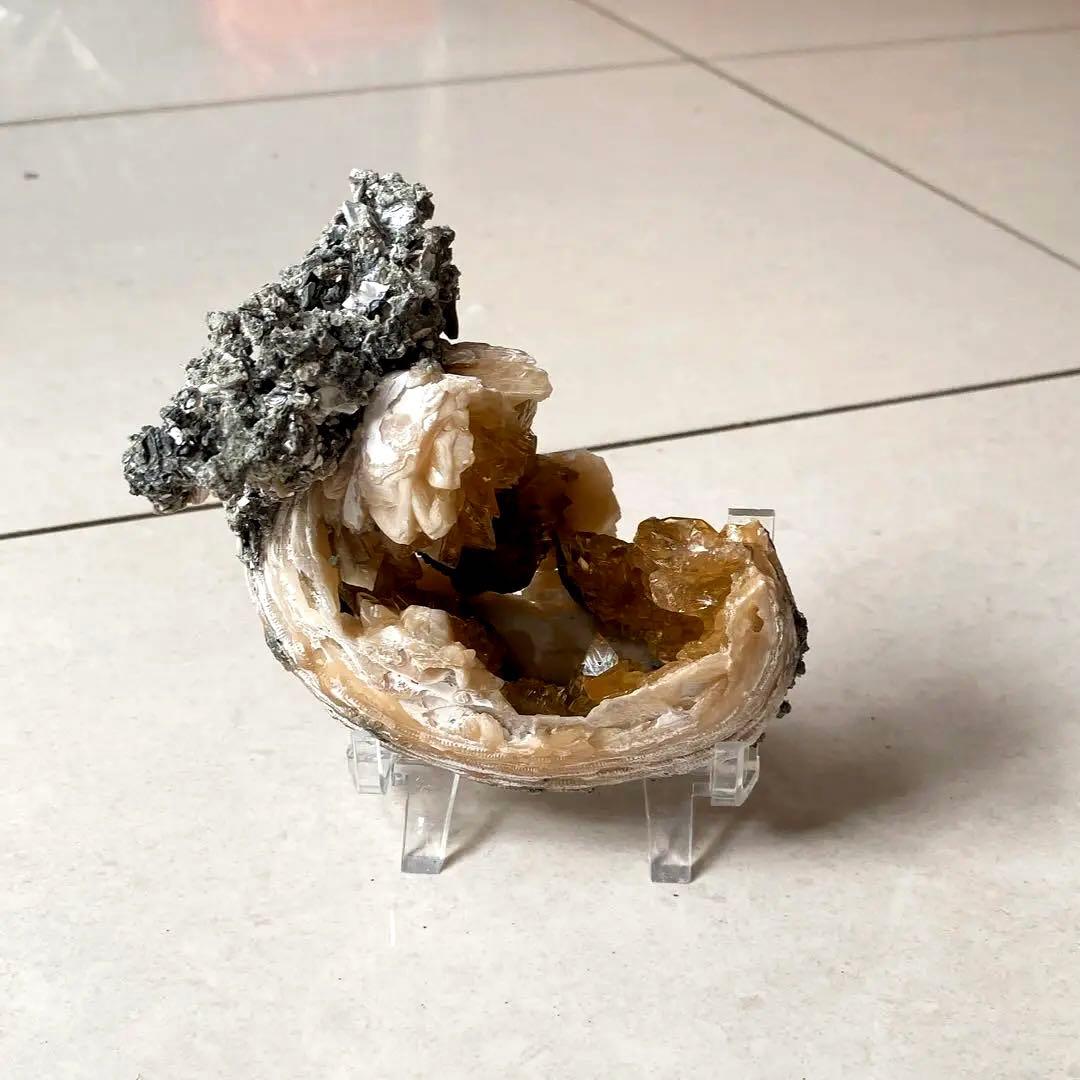 カルサイト　貝化石 鉱物