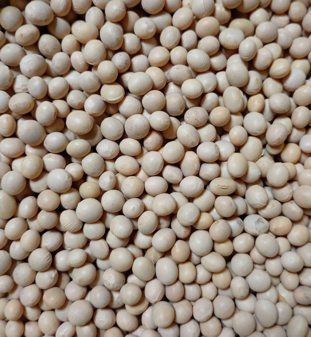 大豆 長野県産大豆　2025年産薬品磨き不使用　中粒加工用　少し訳あり10kg