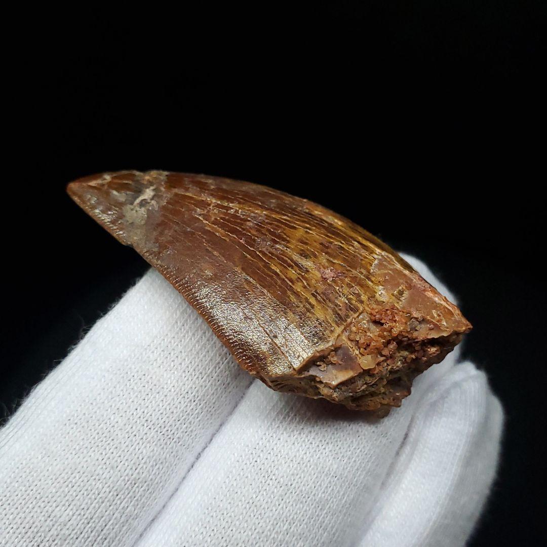 カルカロドントサウルス 歯 化石 本物 モロッコ産 41.83mm fca4