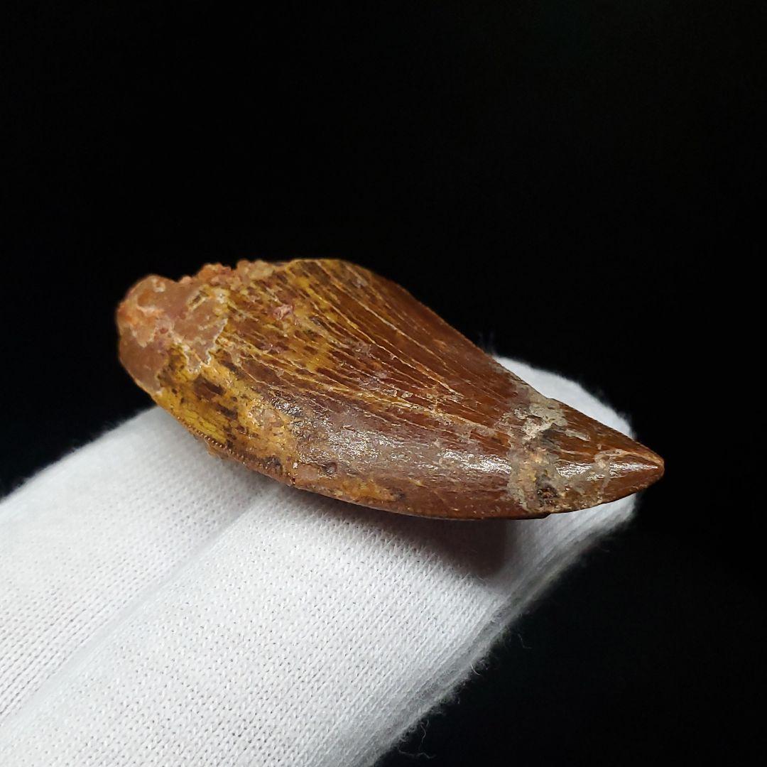 カルカロドントサウルス 歯 化石 本物 モロッコ産 41.83mm fca4