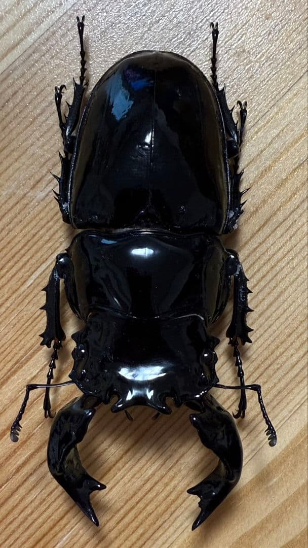 最終値下げ　タランドゥスオオツヤクワガタ　９１mmトリオ