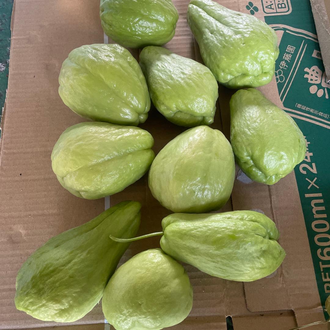 ハヤトウリ　約13kg はやとうり　無農薬　隼人瓜