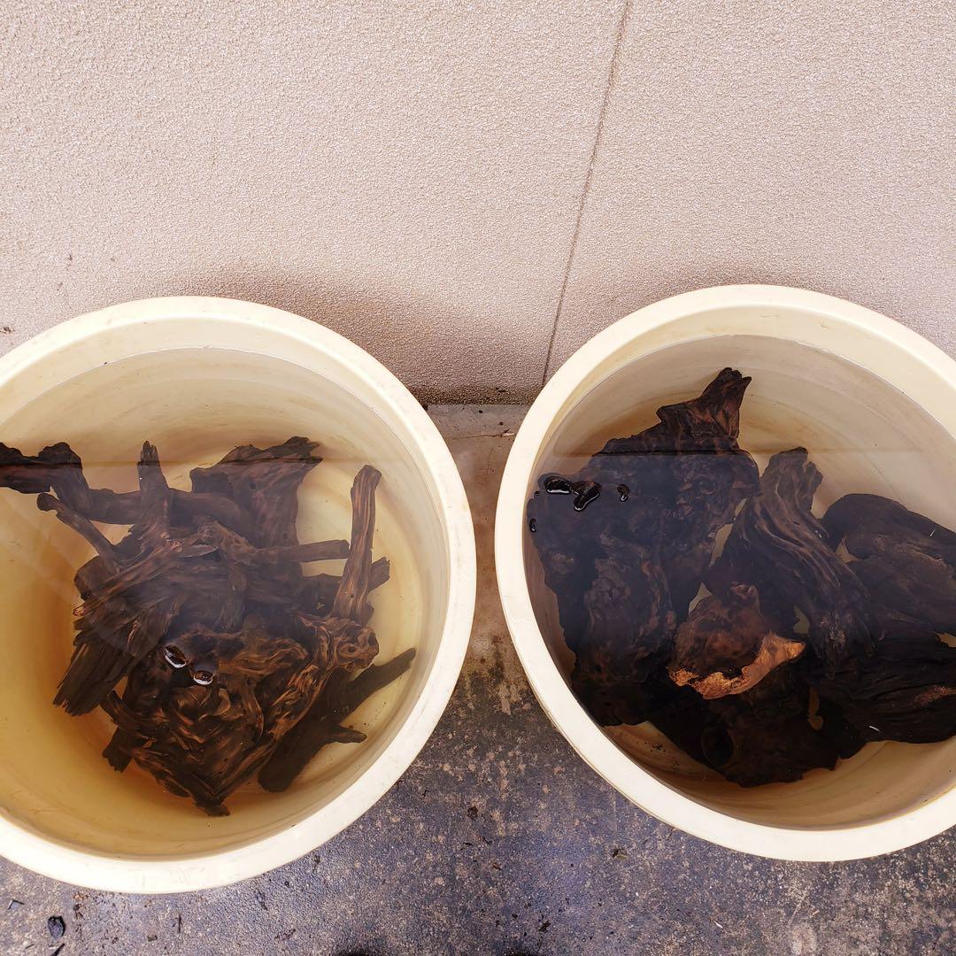 天然流木233 アク抜き処理済み　沈水処理済み　ビオトープ　水槽レイアウト